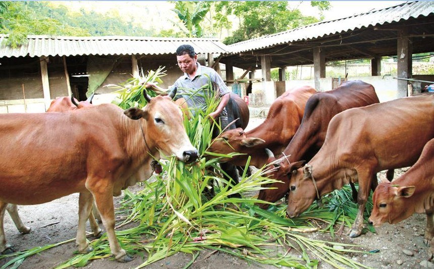 Hộ mới thoát nghèo có thêm niềm tin để vươn lên thoát nghèo bền vững