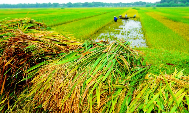 Tiếp tục hỗ trợ 90% phí bảo hiểm nông nghiệp cho hộ nghèo và cận nghèo