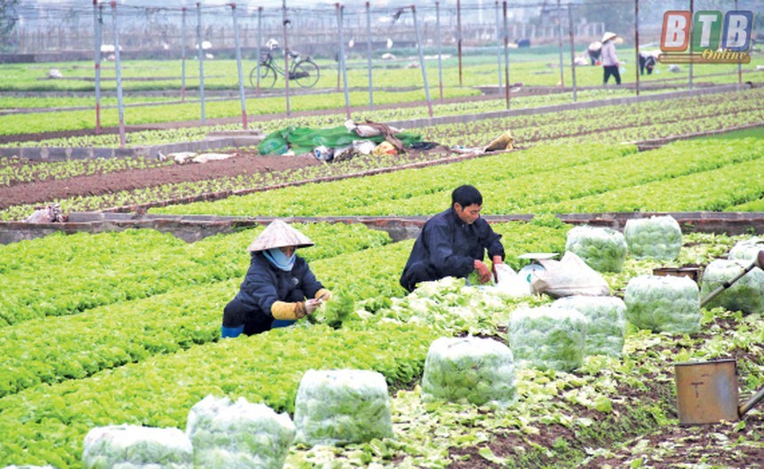 Tạo nền tảng cho kinh tế hợp tác xã phát triển trong xu hướng hội nhập toàn cầu 