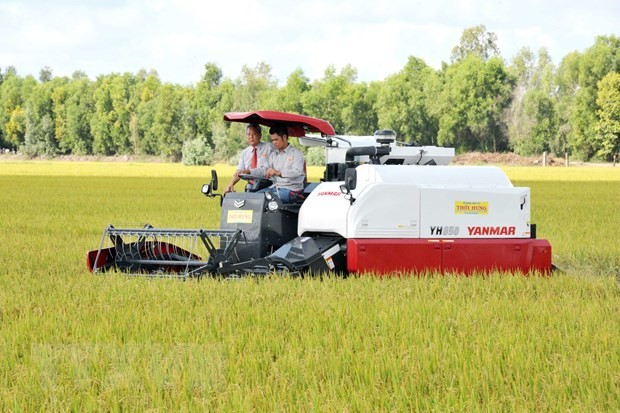 Thu hoạch lúa trong vùng nguyên liệu tại xã Định Thành, Thoại Sơn, An Giang. (Ảnh: Công Mạo/TTXVN)