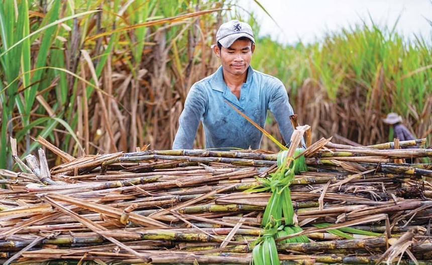 Nông dân cùng các nhà máy sản xuất đường trong nước đang khốn đốn vì đường nhập khẩu