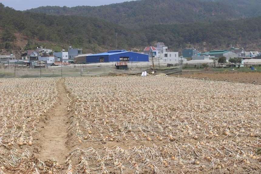 Người dân huyện Đức Trọng đang có đời sống ổn định nhờ trồng rau, củ, quả thương phẩm.