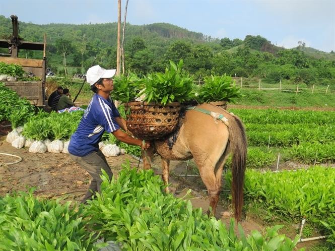 Phú Yên sẽ tập trung nghiên cứu, chọn tạo giống cây trồng rừng có năng suất, giá trị kinh tế cao, sức chống chịu tốt, thích ứng với biến đổi khí hậu. Ảnh KS