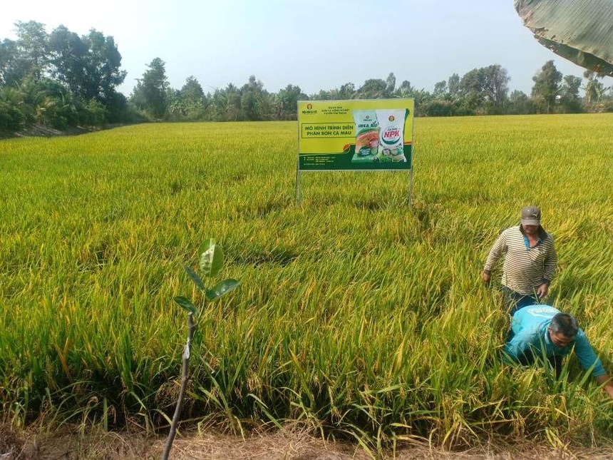 Công ty Cổ phần Phân bón Dầu khí Cà Mau chính thức ra mắt dòng sản phẩm NPK một hạt, tiếp tục góp phần đa dạng hóa chuỗi sản phẩm NPK Cà Mau chất lượng cao.