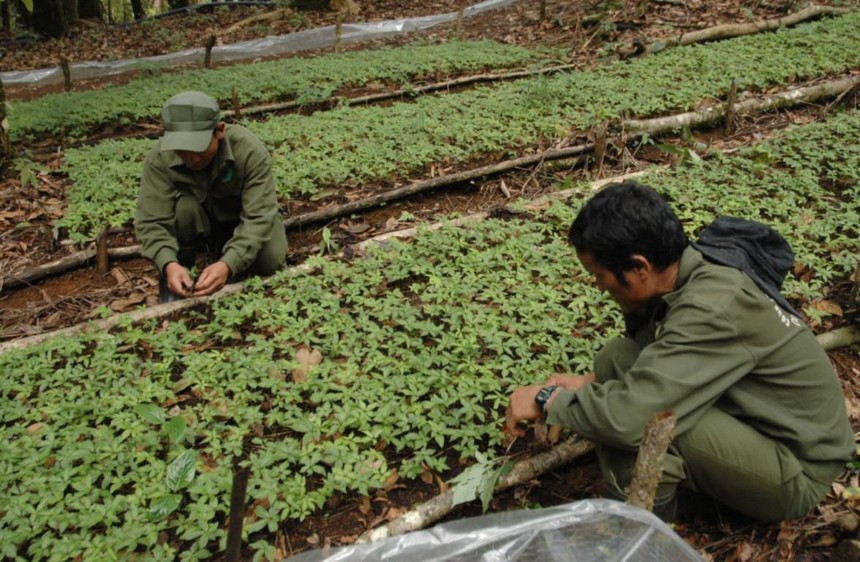 Tỉnh Kon Tum có nhiều tiềm năng về phát triển cây dược liệu.