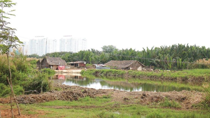 Đất nông nghiệp Bình Chánh tăng bất thường kể khi được quy hoạch thành quận. Ảnh: Trọng Tín 