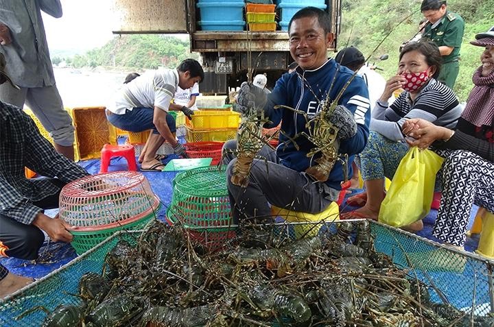 Tại Phú Yên, TX Sông Cầu từ lâu được mệnh danh là "thủ phủ" nghề nuôi tôm hùm duyên hải miền Trung bởi sở hữu những vịnh nước mặn nổi tiếng như Xuân Đài, Cù Mông...