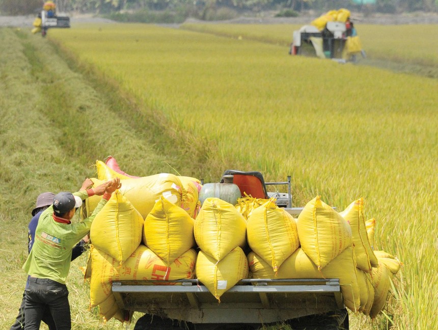 Bảo hiểm nông nghiệp giàu tiềm năng nhưng không dễ khai thác. Ảnh: Dũng Minh 