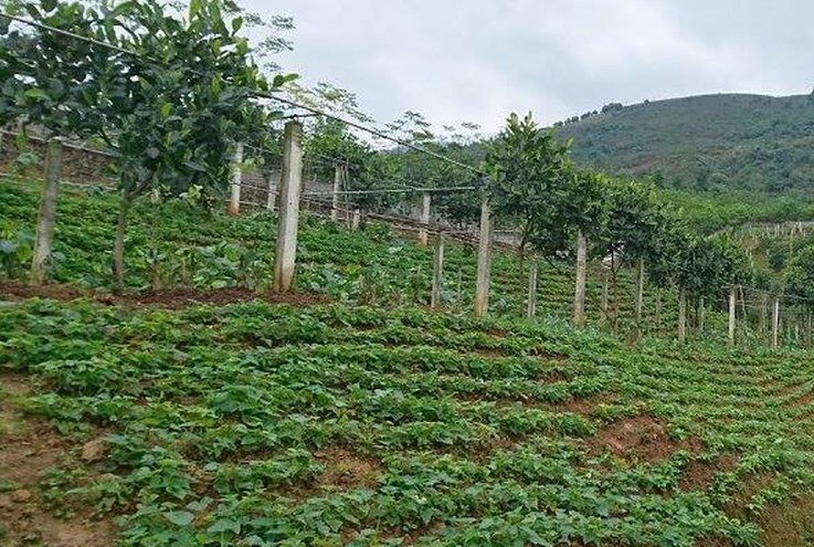 Các ngành nghề như trồng trọt, lâm nghiệp... trong kinh tế trang trại không thuộc danh mục Phụ lục 4 của Luật Đầu tư