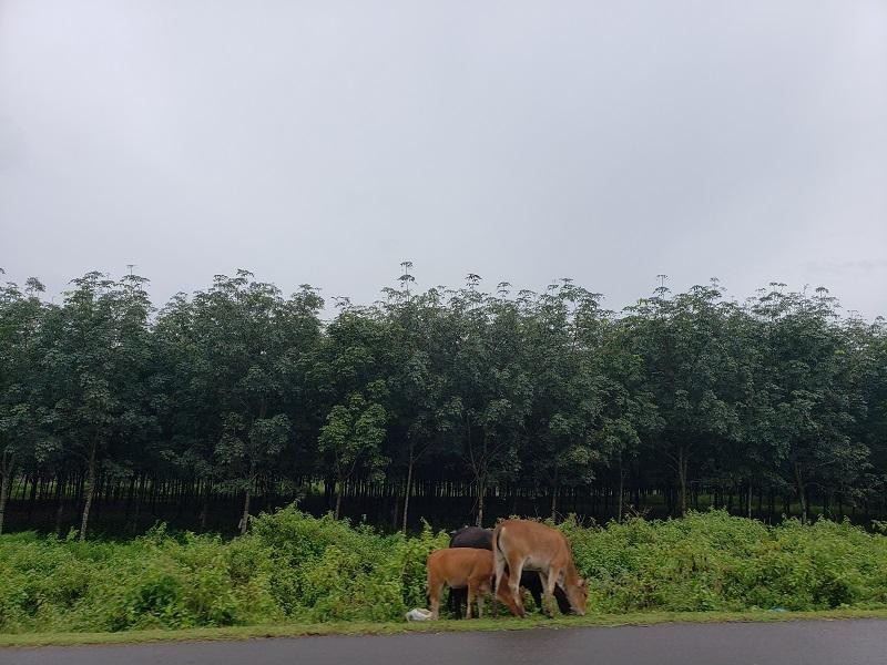 Hơn 27.000 ha rừng tự nhiên ở Đắk Lắk “biến mất”