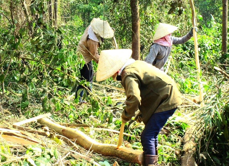 Bình Định “thiếu tiền” để quản lý đất đai các nông, lâm trường quốc doanh