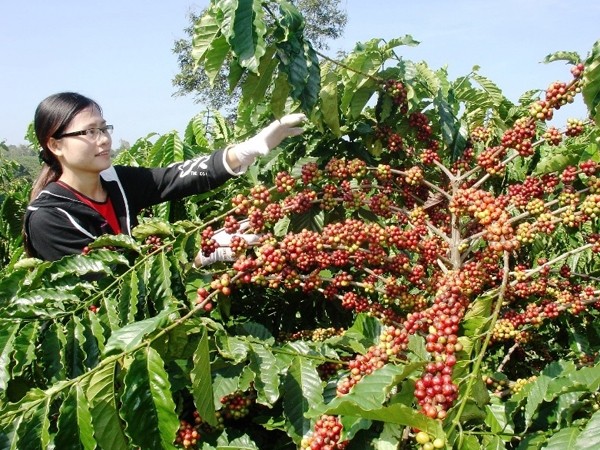 Ảnh minh họa.