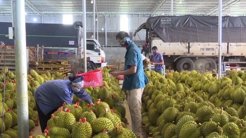 Mặt hàng sầu riêng đóng góp trên 2 tỷ USD trong tổng doanh thu xuất khẩu gần 5,2 tỷ USD toàn ngành rau quả.