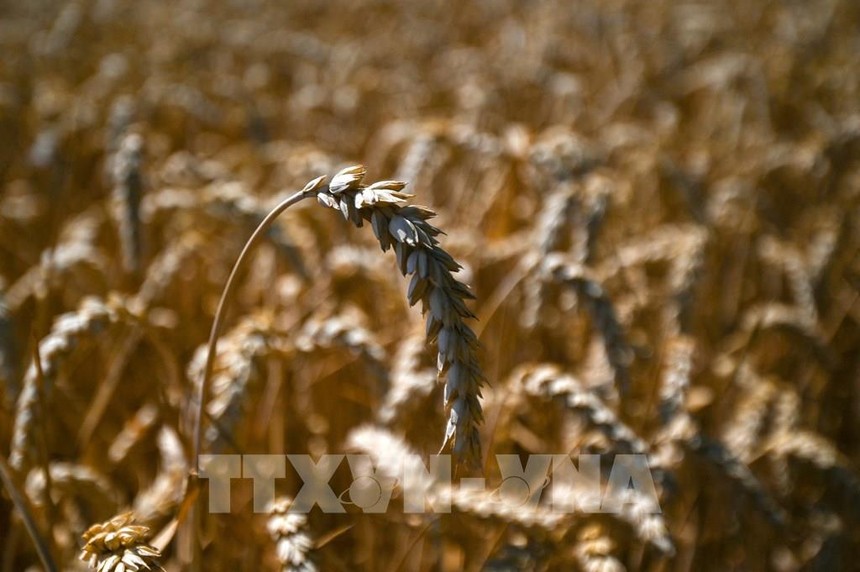 Dự trữ lúa mỳ của Ấn Độ thấp nhất 16 năm. Ảnh: AFP/TTXVN