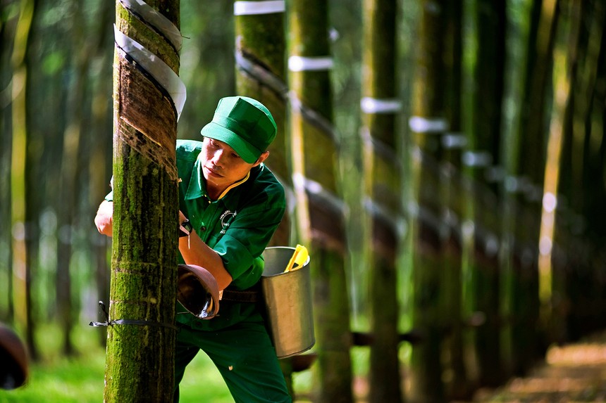 Nhiều doanh nghiệp ngành cao su có kết quả kinh doanh khả quan trong nửa đầu năm nhờ giá cao su tăng