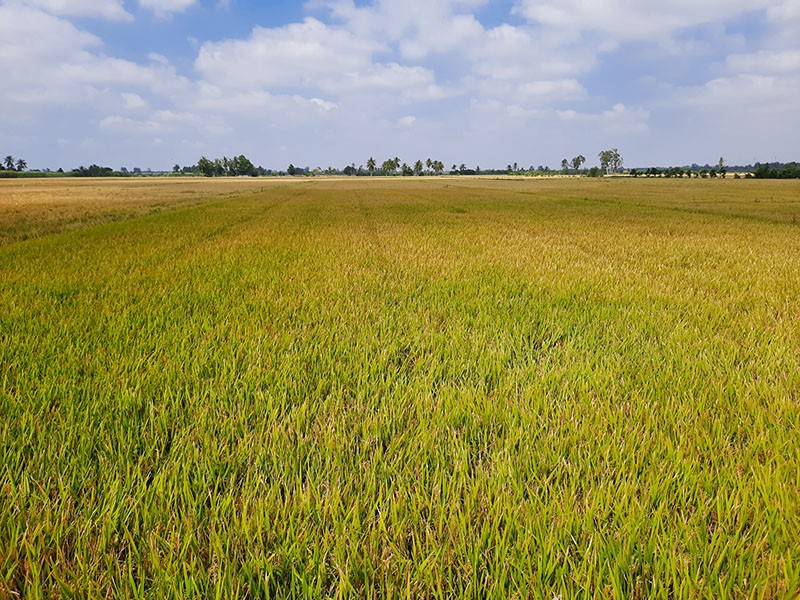 Ruộng lúa ở Đồng bằng sông Cửu Long chuẩn bị thu hoạch