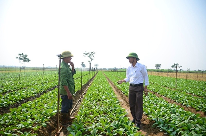  Hợp tác xã Dịch vụ nông nghiệp Đông Cao (huyện Mê Linh).