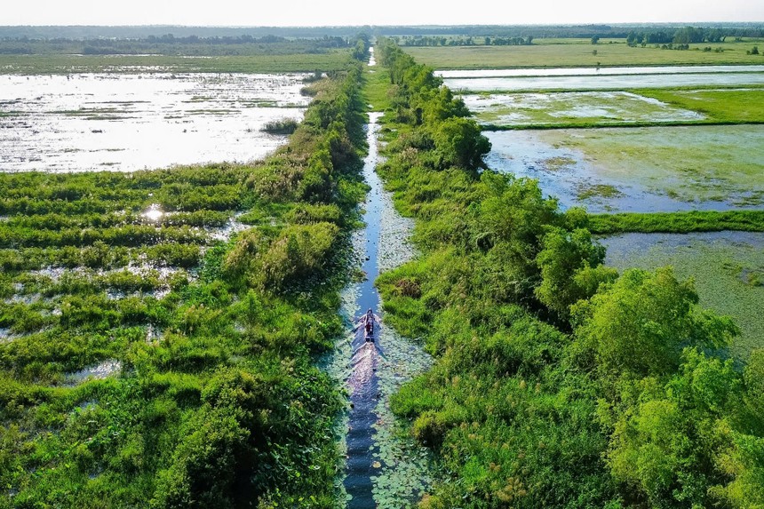 C.P. Việt Nam bàn giao dự án phục hồi 17 ha rừng tràm tỉnh Long An