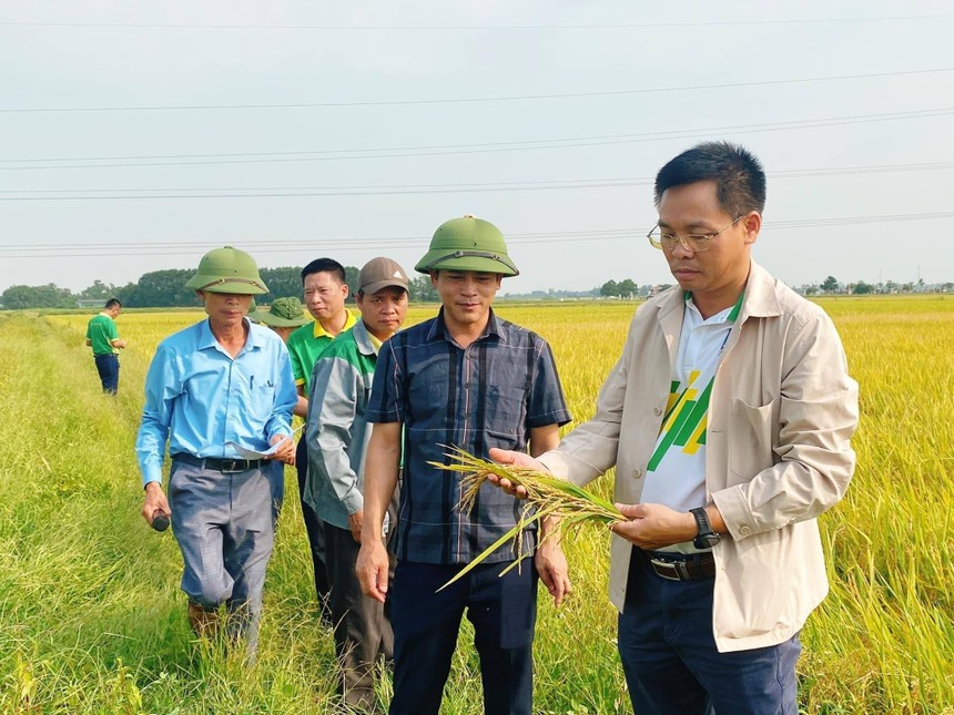 Phân bón NPK Phú Mỹ sử dụng cho cánh đồng mẫu lớn đạt năng suất cao