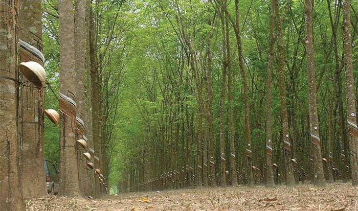 Từ năm 2012, diện tích trồng cao su của Việt Nam đã vượt xa quy hoạch cho năm 2020