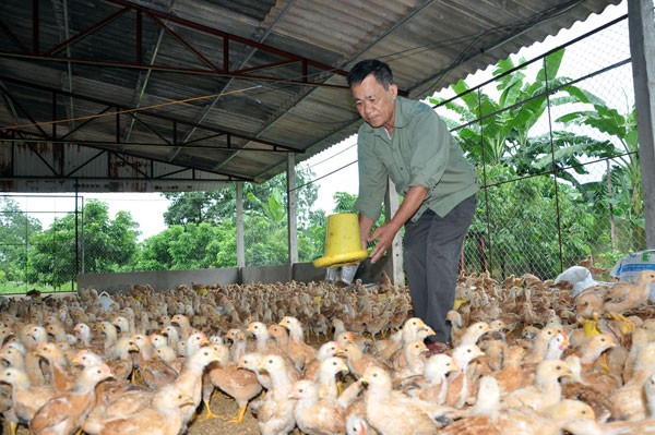 Nhập gà Trung Quốc, chưa mở đã lo “loạn”