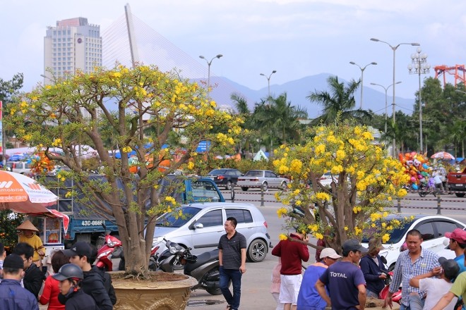 Tại chợ hoa Xuân Đà Nẵng, cây mai cao 3 mét được trưng bán trước khu vực Quảng trường 2 tháng 9 đang thu hút nhiều người đến chiêm ngưỡng.
