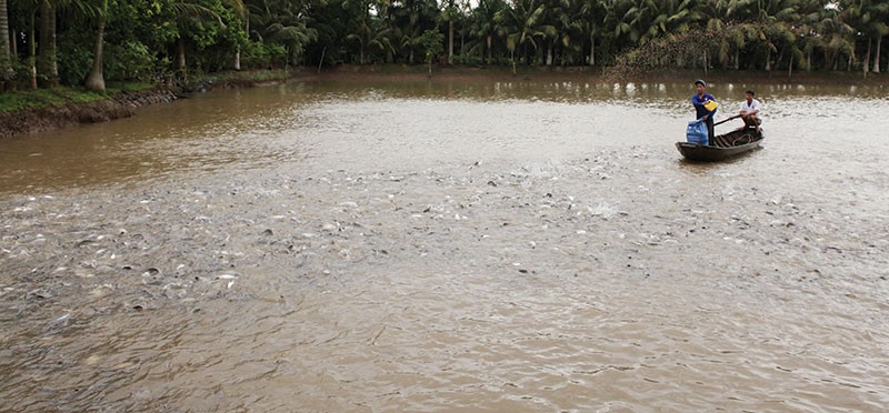 Ngành nguyên liệu thức ăn chăn nuôi: Không gian tăng trưởng rộng