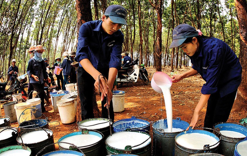 Giá giảm, doanh nghiệp cao su thận trọng hơn