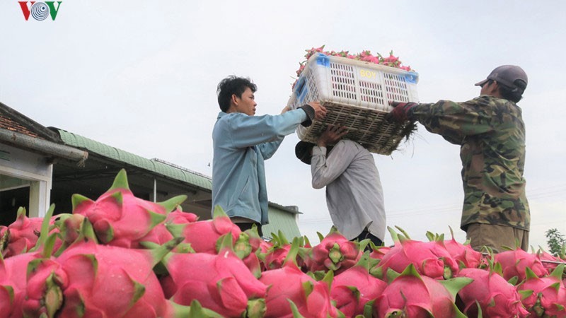 Quả thanh long và cá ba sa có thể đổ bộ vào Ấn Độ thời gian tới. (ảnh minh họa)