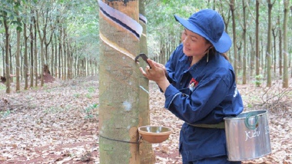 Vốn chủ sở hữu của Cao su Thống nhất hiện là 236 tỷ đồng