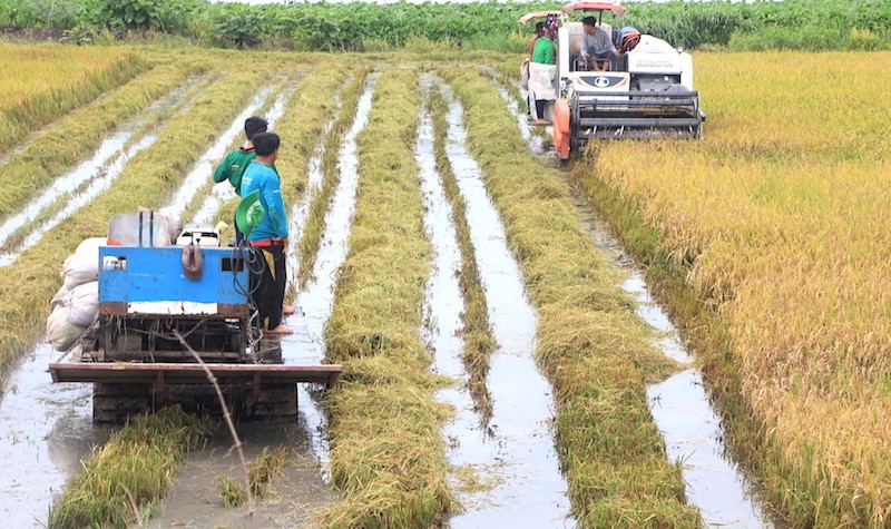 Ảnh minh họa thu hoạch lúa tại tỉnh Tiền Giang (Ảnh: HP).