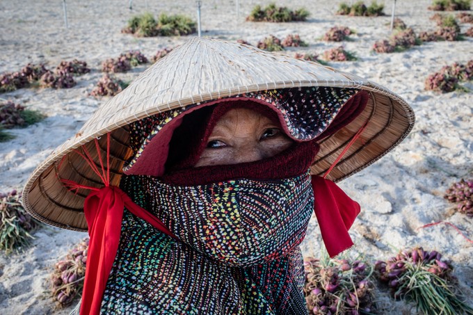 Nông dân đảo Lý Sơn thu hoạch hành tím