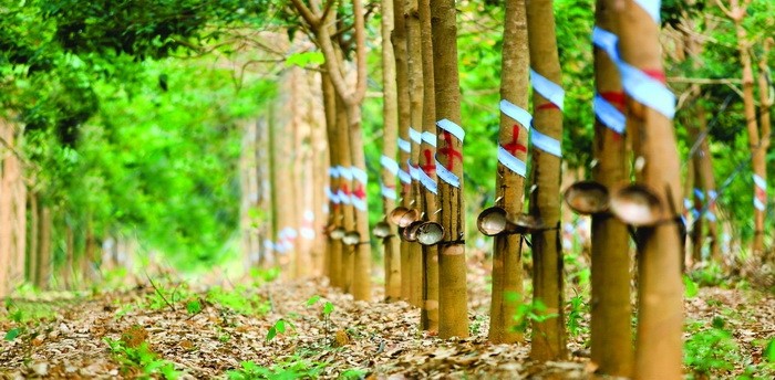 Bầu Đức bán bớt công ty cao su cho công ty con của Thaco