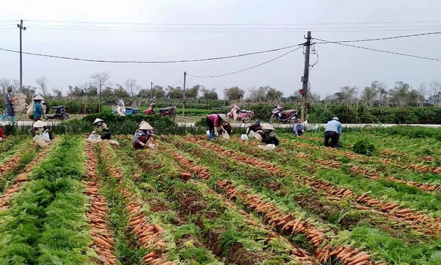 Hơn 90.000 tấn nông sản tại Hải Dương chưa tiêu thụ được