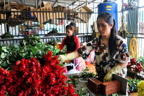 Đầu mối ở Đà Lạt đang phân loại, đóng hộp hoa hồng chuyển về các tỉnh.