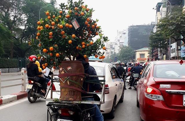 Dịch vụ chở đào, quất dịp Tết Nguyên đán.