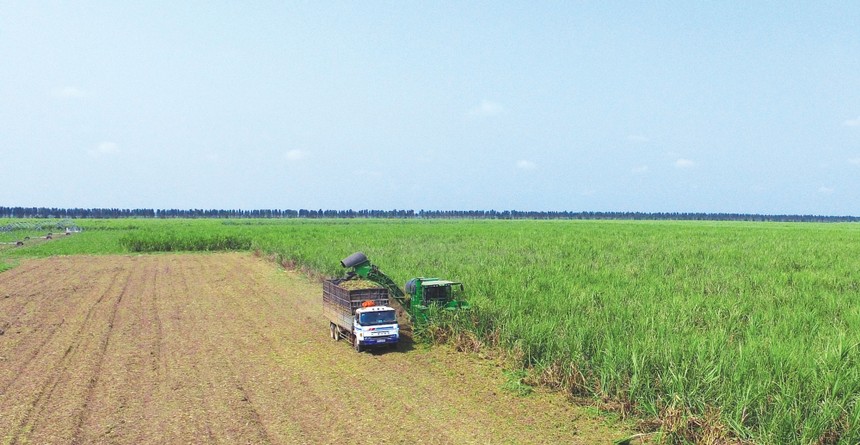 Vùng nguyên liệu của TTC được ứng dụng công nghệ, cơ giới hóa và thực hiện các giải pháp trồng mía thâm canh. Trong ảnh: Thu hoạch mía tại nông trường của TTC.