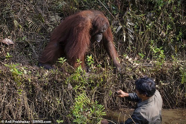 Người đàn ông làm việc Tổ chức bảo tồn loài đười ươi vùng Borneo đang dọn sạch rắn xung quanh bờ sông thì con đười ươi mò đến.