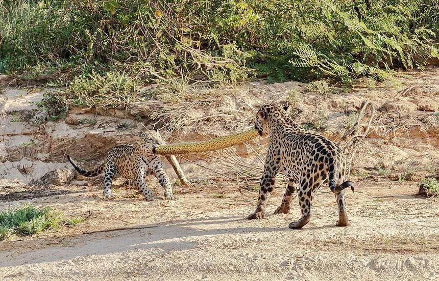 "Quái thú" khổng lồ Anaconda trở thành trò chơi kéo co của mẹ con nhà báo đốm