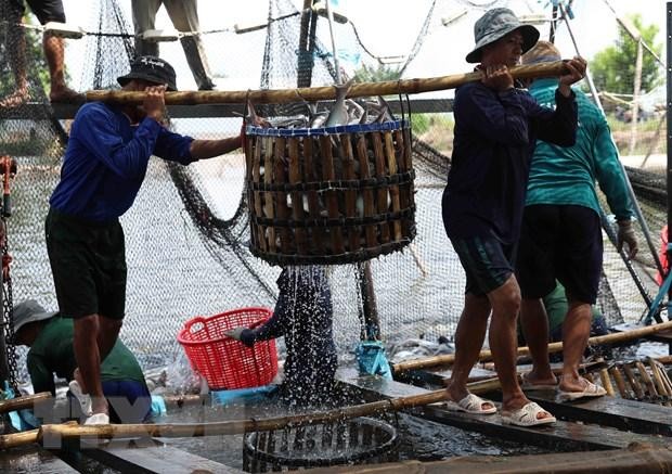 Thu hoạch cá tra cung cấp cho nhà máy chế biến phục vụ xuất khẩu tại hộ nông dân nuôi liên kết với doanh nghiệp ở xã Bình Hoà, huyện Châu Thành. (Ảnh: Phạm Hậu/TTXVN).