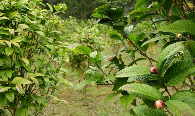 Trồng trà hoa vàng thu tiền tỷ mỗi năm ở Quảng Ninh