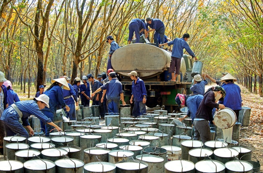 Tập đoàn Công nghiệp Cao su Việt Nam (GVR) lên kế hoạch trả cổ tức năm 2023 tỷ lệ 3% 