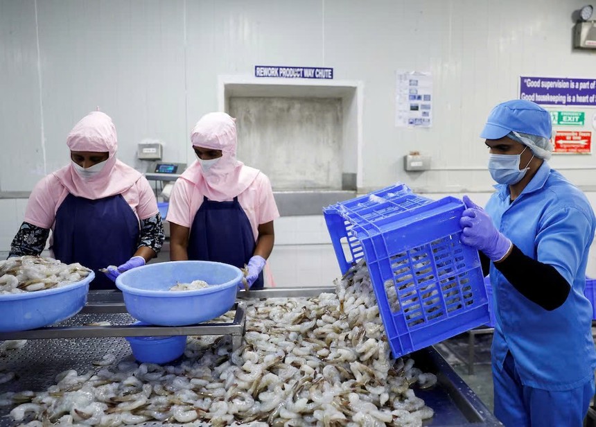 Nông dân nuôi tôm Ấn Độ lao đao vì cú sốc thuế từ Mỹ