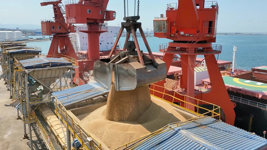 Nhập khẩu đậu tương Mỹ của Trung Quốc chững lại khi tồn kho tăng kỷ lục