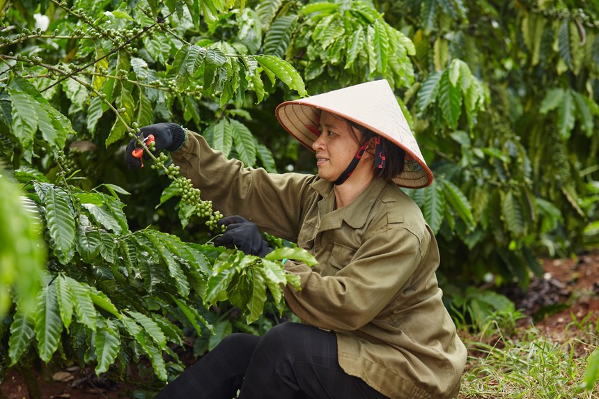 Coffee Barometer 2023: Nestlé đứng đầu về phát triển bền vững