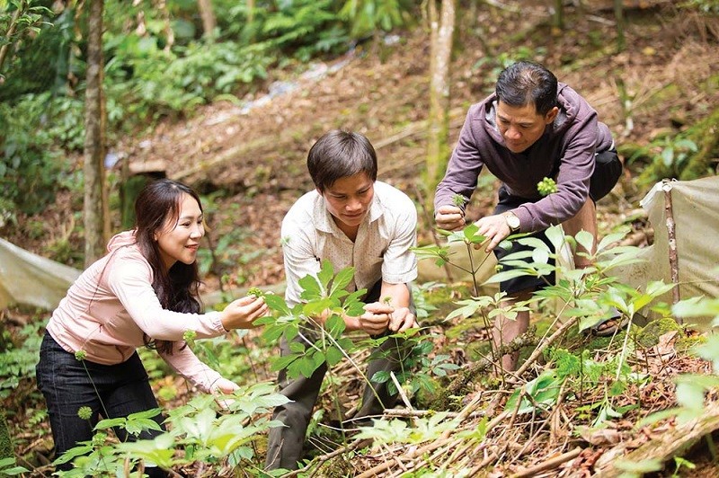 Kon Tum phấn đấu phát triển vùng dược liệu tỉnh Kon Tum thành vùng dược liệu trọng điểm quốc gia và trở thành trung tâm sản xuất dược liệu lớn của cả nước. Ảnh minh họa 