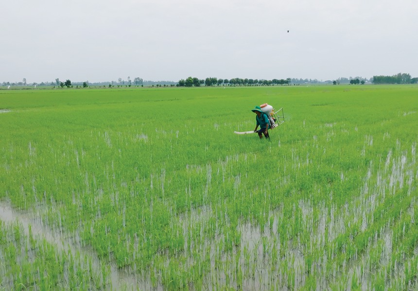 Ngành phân bón Việt Nam có dư địa tăng trưởng 