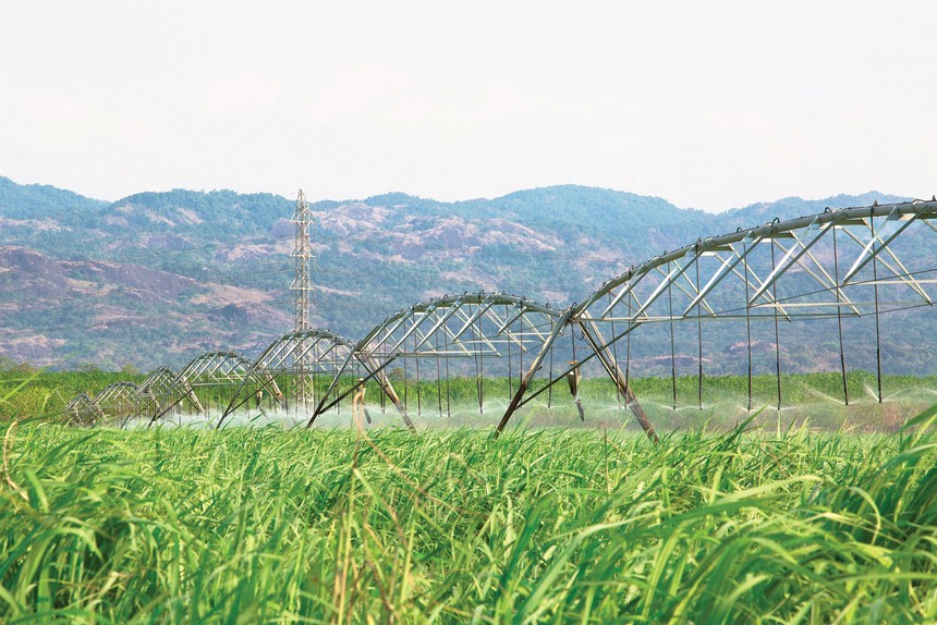 Các nhà sản xuất đường trong nước đang hưởng lợi từ diễn biến thị trường đường toàn cầu