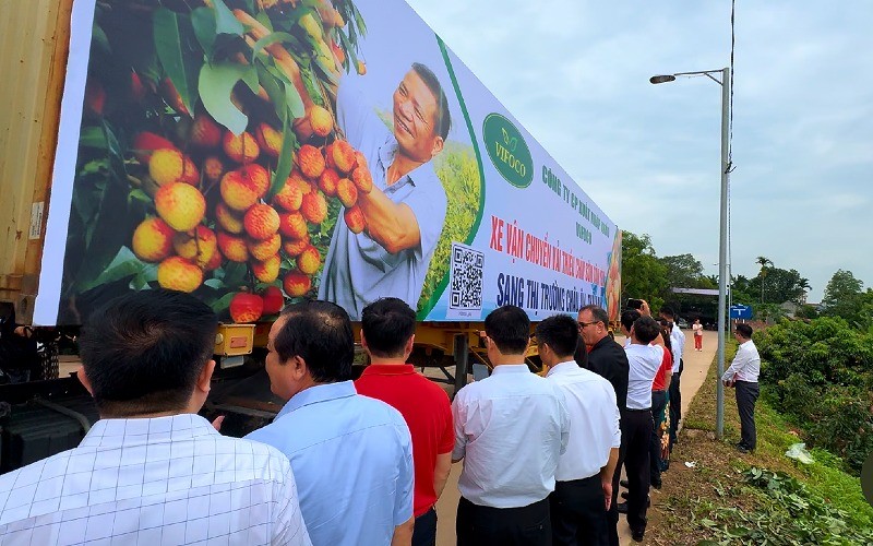 Vải thiều sớm Tân Yên xuất khẩu sang Thái Lan và thị trường Châu Âu.