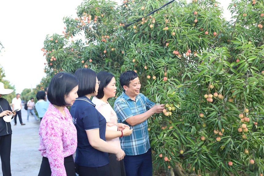 Hơn 2.000 tấn vải thiều Thanh Hà xuất khẩu sang Mỹ, Australia, Nhật Bản, châu Âu